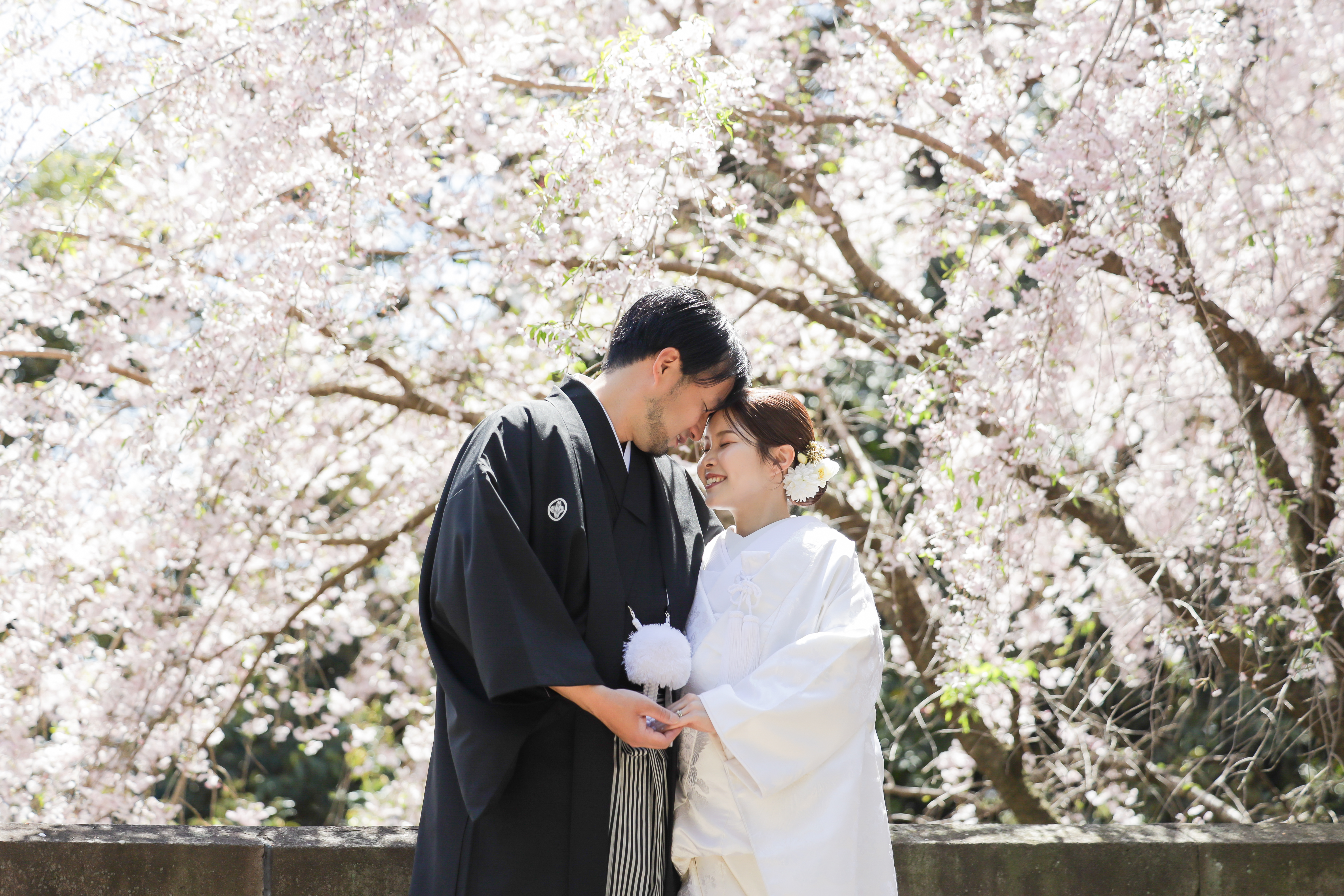 満開のしだれ桜の下で額を寄せ合う白無垢の新婦と紋付袴の新郎