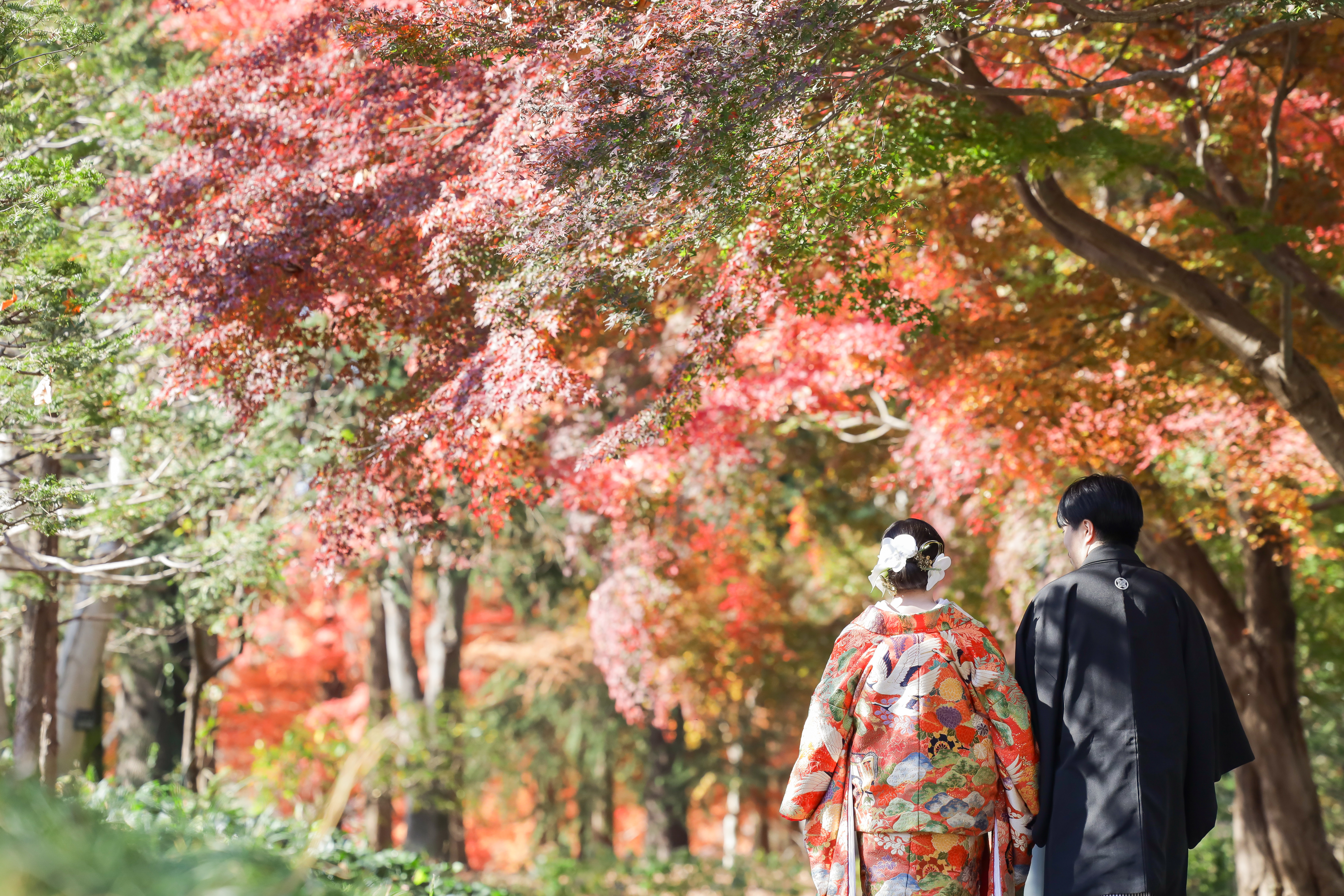 紅葉を見上げながら歩く色打掛の後ろ姿の新婦と黒紋付袴の新郎