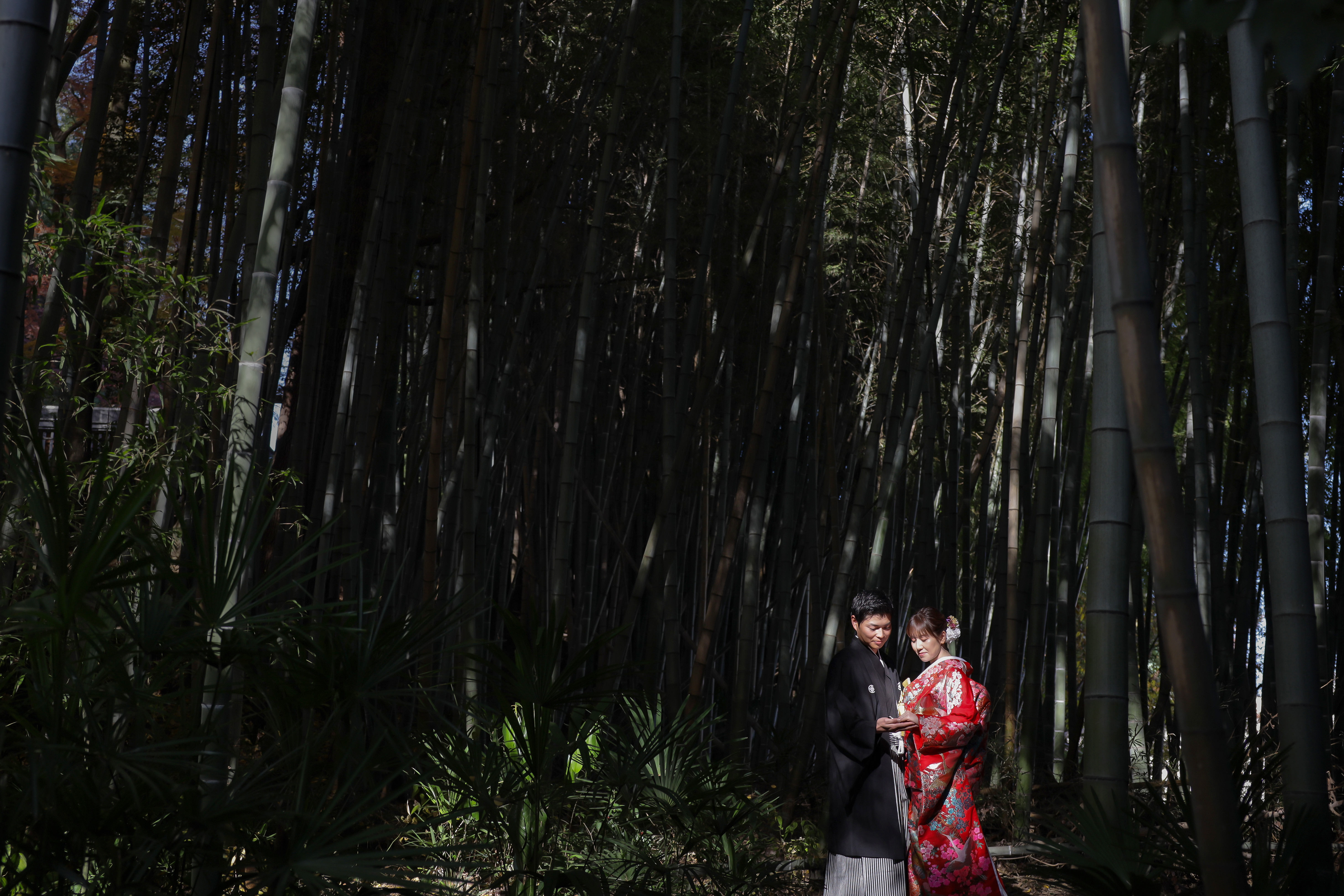 竹林の木漏れ日の中に佇む赤い色打掛の新婦と黒紋付袴の新郎