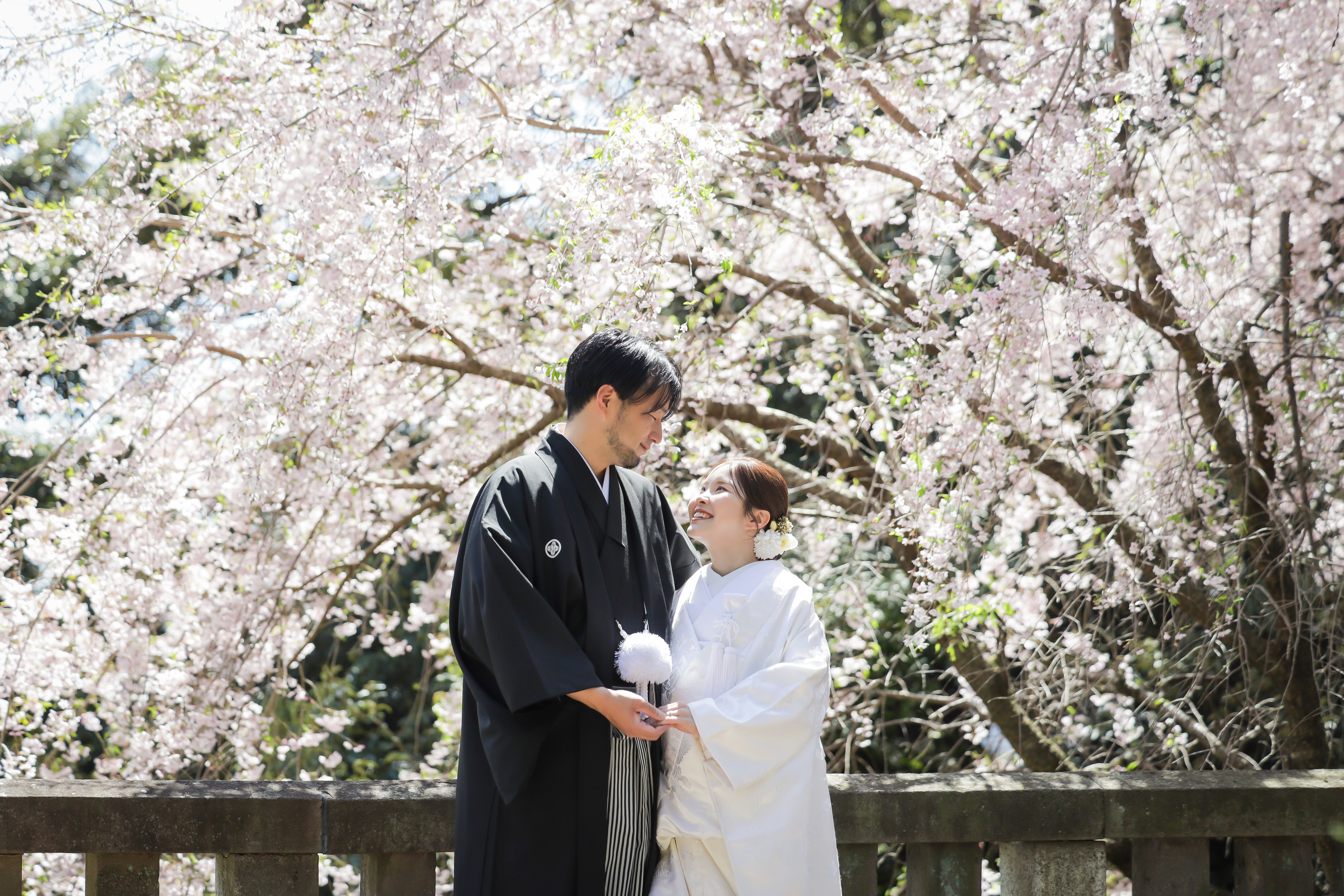 満開のしだれ桜の下で見つめ合う白無垢の新婦と黒紋付袴の新郎