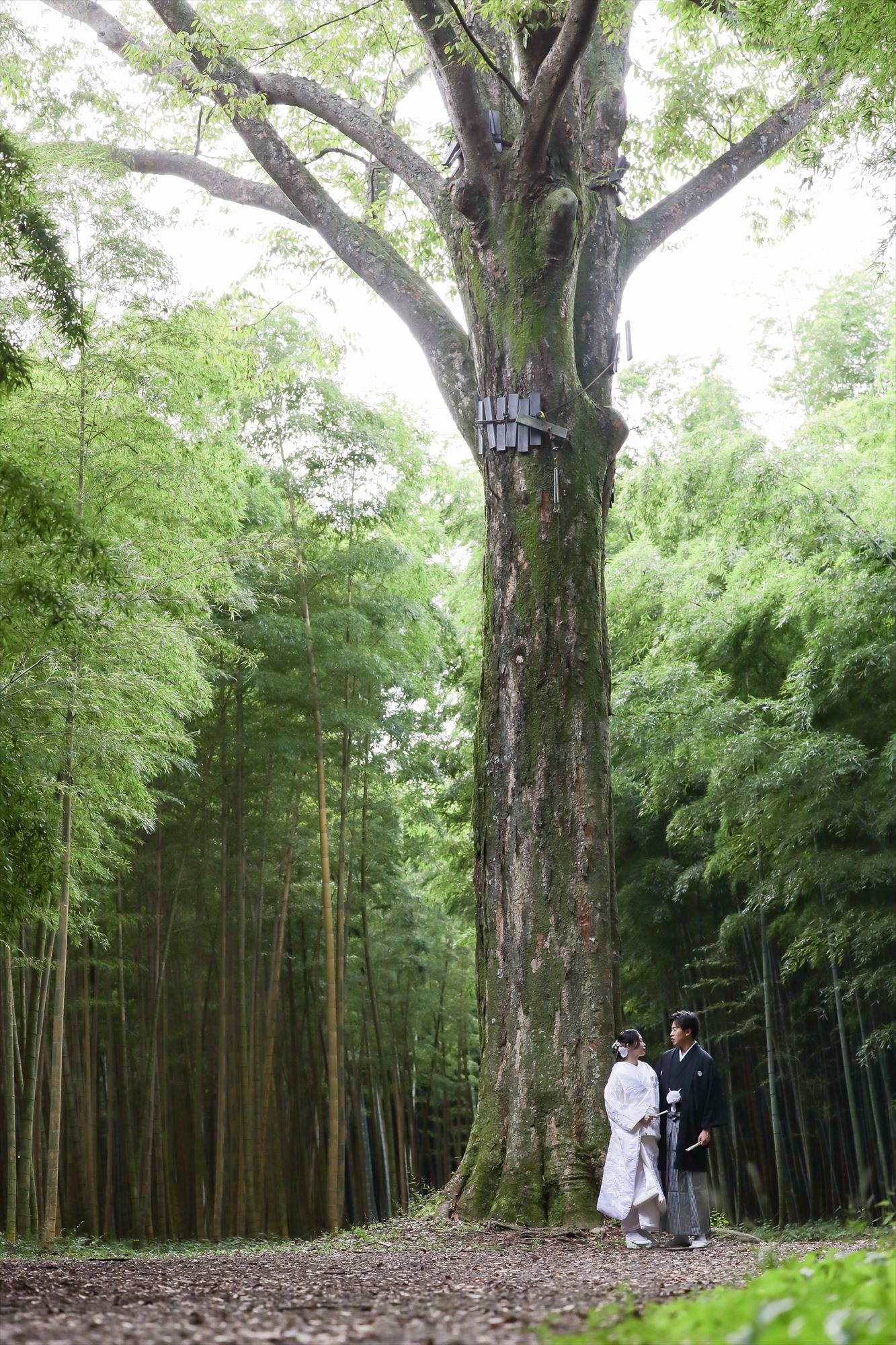 竹林に立つご神木の大樹の下で向かい合う白無垢の新婦と黒紋付袴の新郎